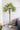Kunstpflanze Fächerpalme Chamaerops Trachycarpus 250 cm