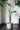 Kunstpflanze Fächerpalme Chamaerops Humilis 200 cm