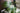 Kunstpflanze Fächerpalme Chamaerops Humilis 220 cm