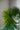Kunstpflanze Fächerpalme Chamaerops Humilis 80 cm