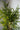 Kunstpflanze Birkenfeige Ficus benjamina 110 cm