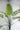 Kunstpflanze Dattelpalme Phoenix canariensis 180 cm