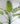 Kunstpflanze Dattelpalme Phoenix canariensis 230 cm